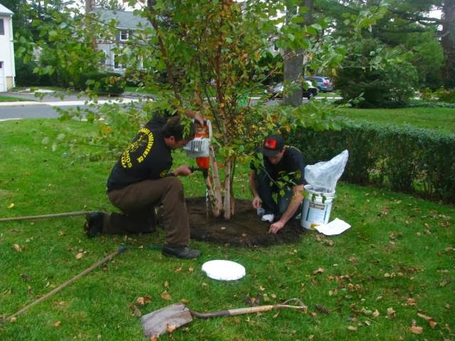 Photo of Hufnagel Tree Service - Belford, NJ in Belford City, New Jersey, United States - 10 Picture of Point of interest, Establishment