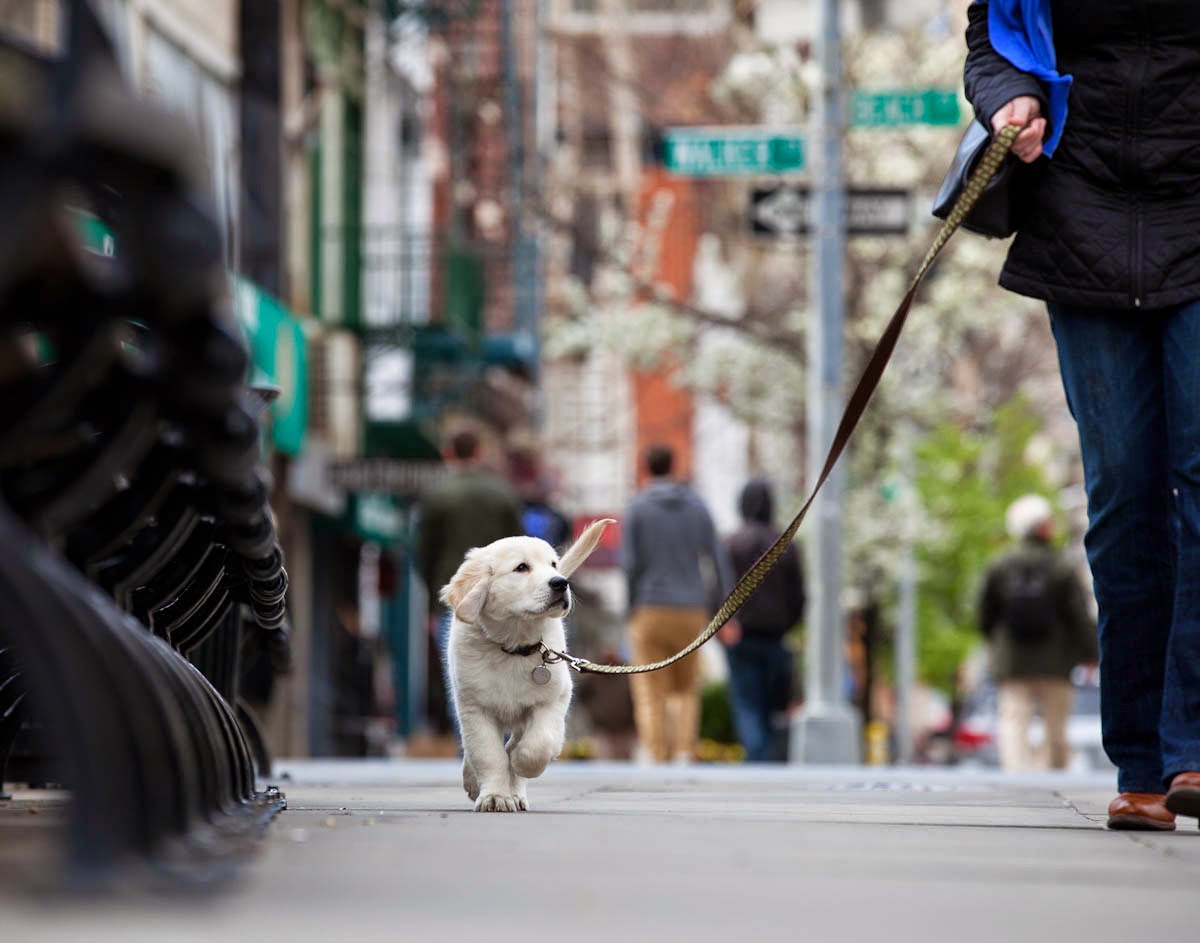 Photo of BarkBud Dog Walkers in New York City, New York, United States - 7 Picture of Point of interest, Establishment