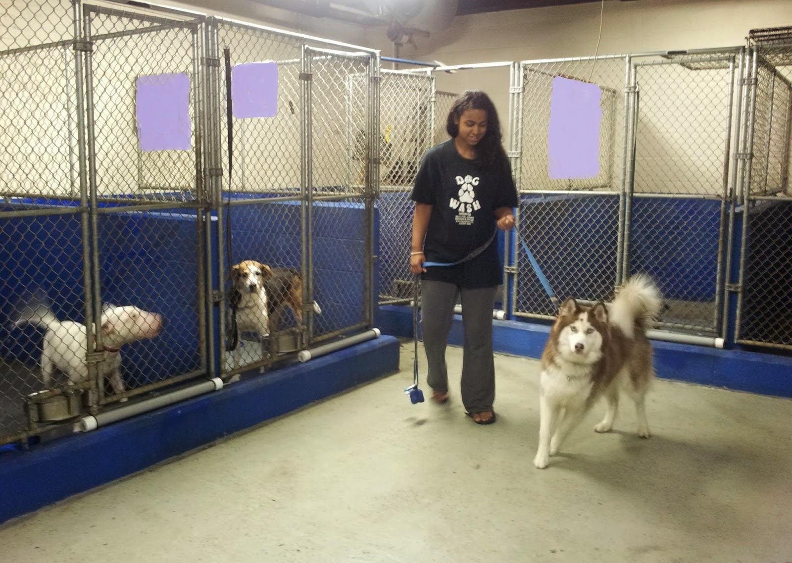 Photo of Dog Wash Doggie Daycare & Boarding NYC in New York City, New York, United States - 3 Picture of Point of interest, Establishment