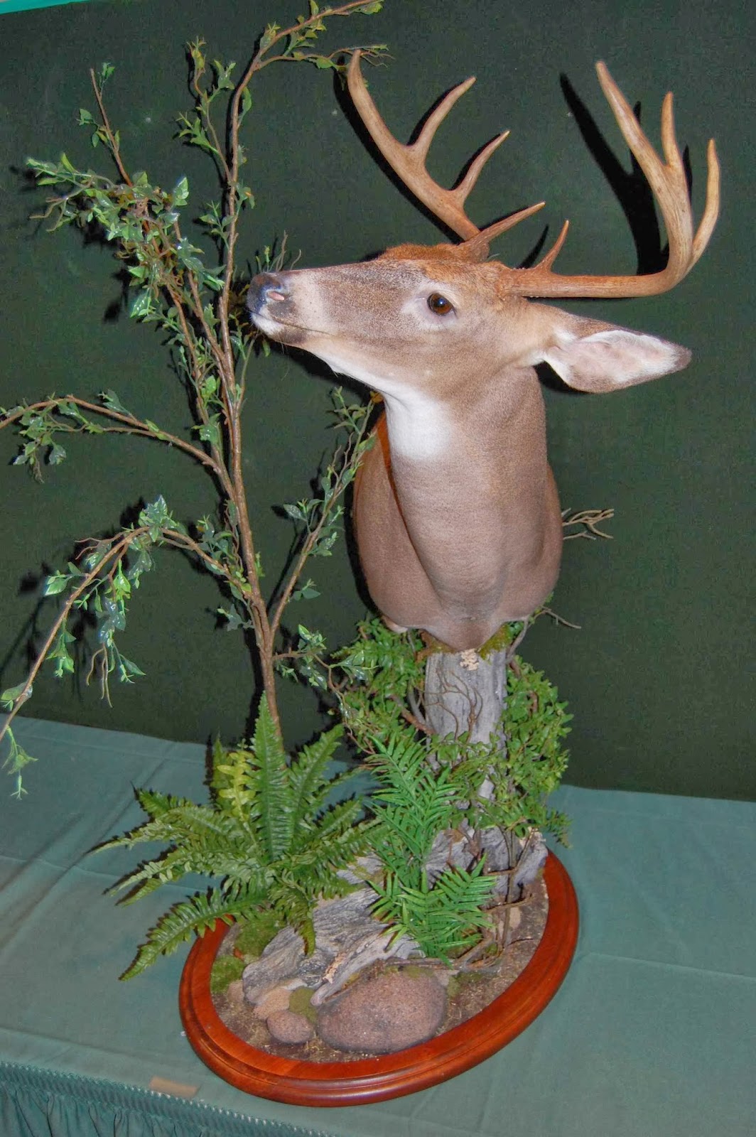 Photo of Jersey Jay's Taxidermy in Clifton City, New Jersey, United States - 5 Picture of Point of interest, Establishment