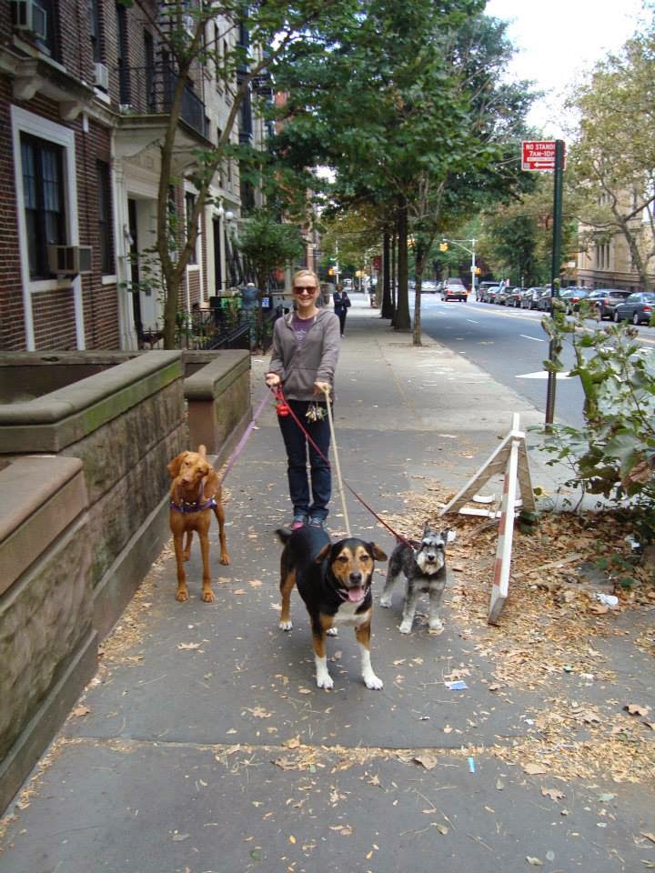 Photo of Up Dogs in New York City, New York, United States - 2 Picture of Point of interest, Establishment