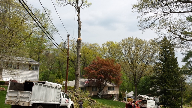 Photo of A and H Tree Service in Bergenfield City, New Jersey, United States - 2 Picture of Point of interest, Establishment