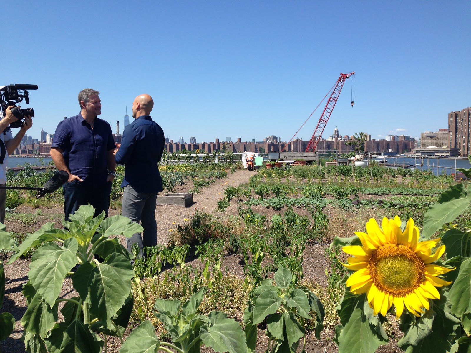 Photo of Eagle Street Rooftop Farm in Brooklyn City, New York, United States - 6 Picture of Food, Point of interest, Establishment