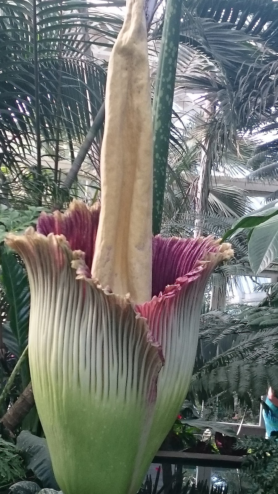 Photo of Enid A. Haupt Conservatory in New York City, New York, United States - 2 Picture of Point of interest, Establishment, Museum