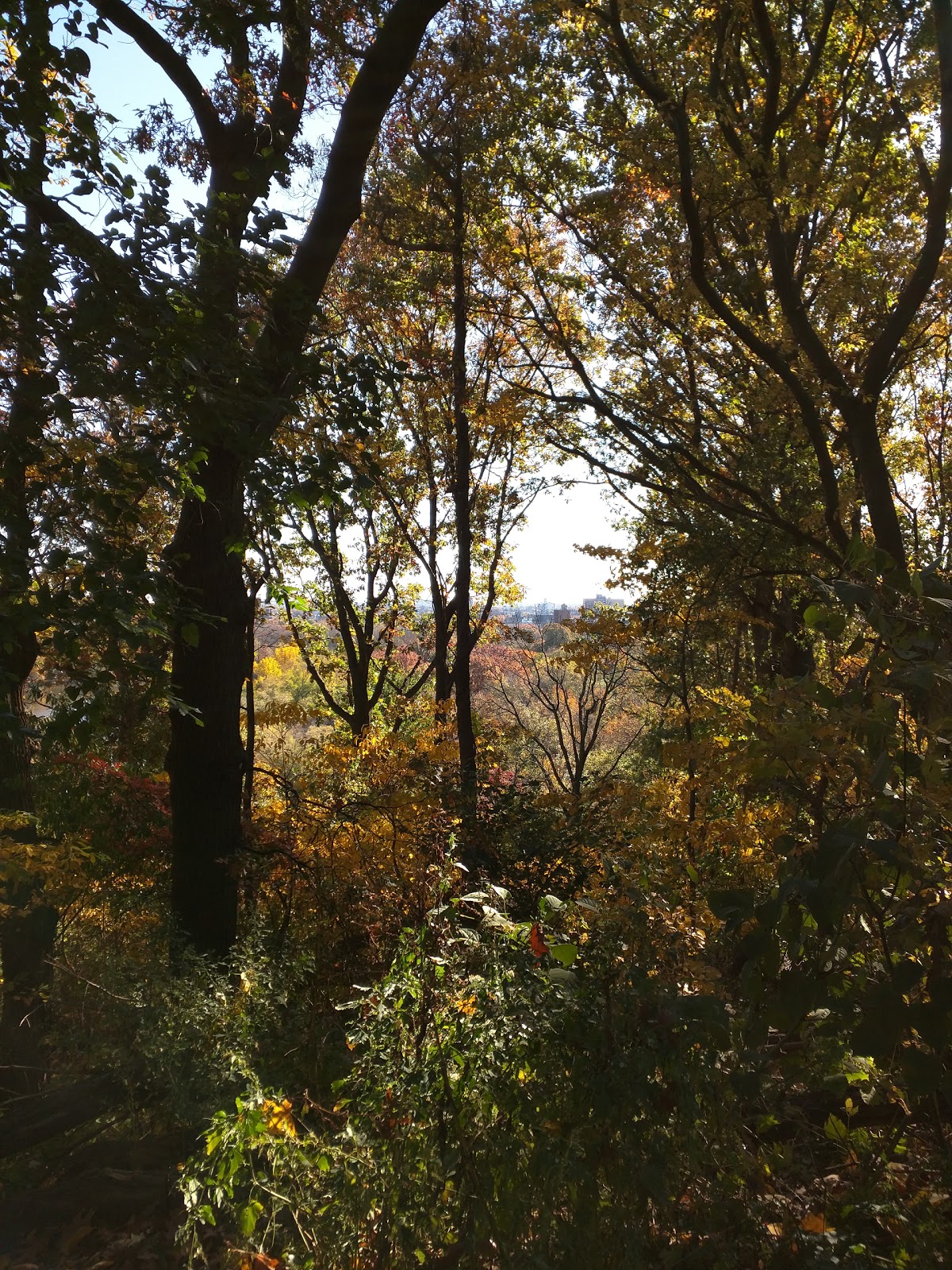 Photo of Lookout Hill in Brooklyn City, New York, United States - 6 Picture of Point of interest, Establishment, Park