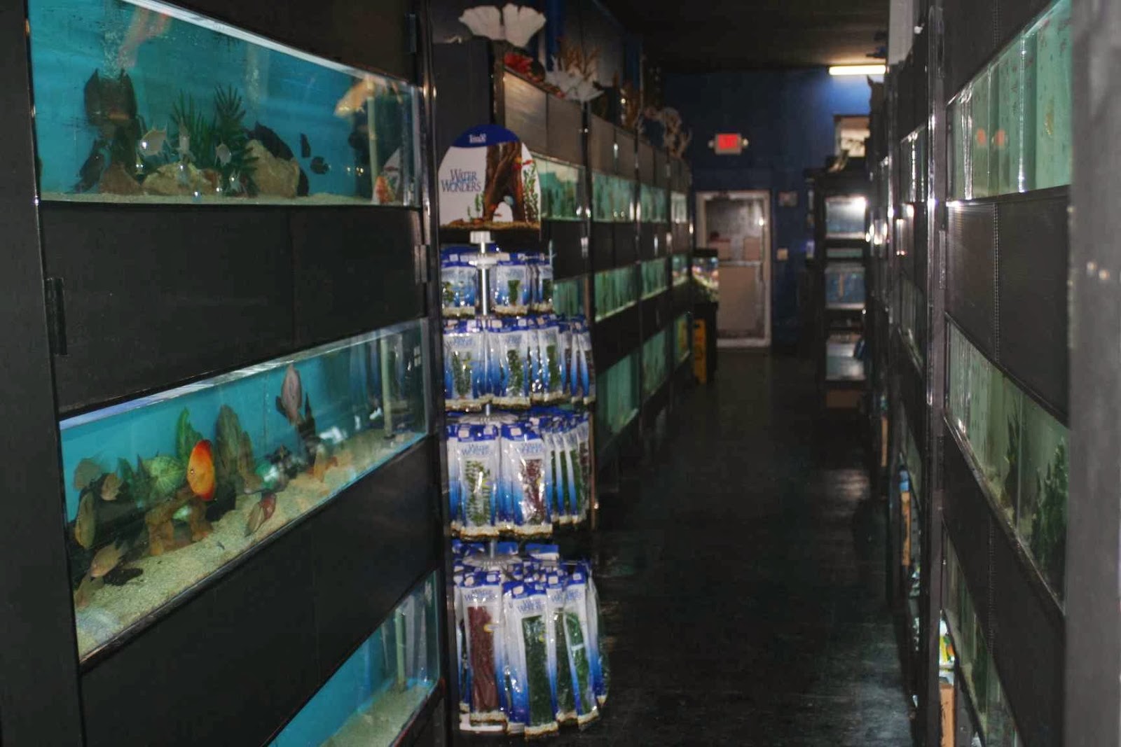 Photo of Aquarium Paradise in Belleville City, New Jersey, United States - 7 Picture of Point of interest, Establishment, Store, Pet store