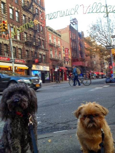 Photo of Smiley Pets in New York City, New York, United States - 2 Picture of Point of interest, Establishment