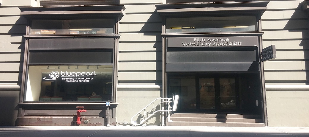 Photo of BluePearl Veterinary Partners in New York City, New York, United States - 1 Picture of Point of interest, Establishment, Health, Veterinary care