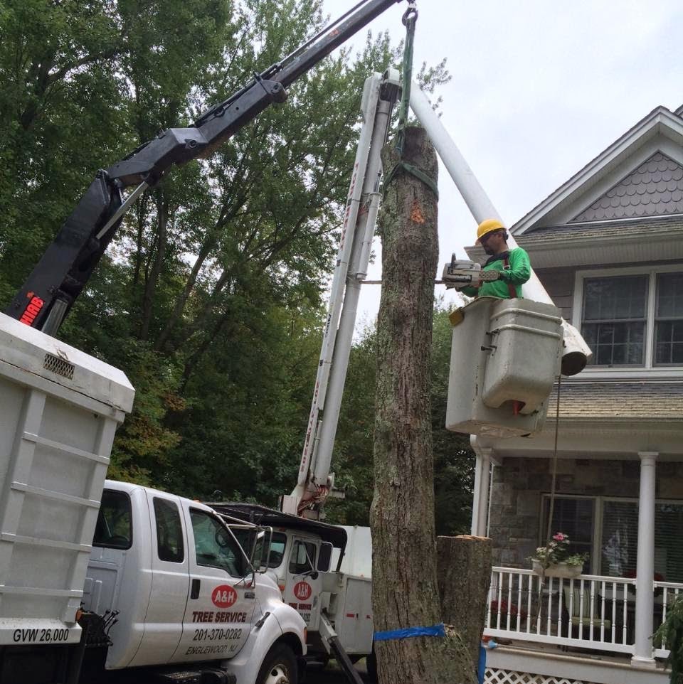 Photo of A and H Tree Service in Bergenfield City, New Jersey, United States - 1 Picture of Point of interest, Establishment