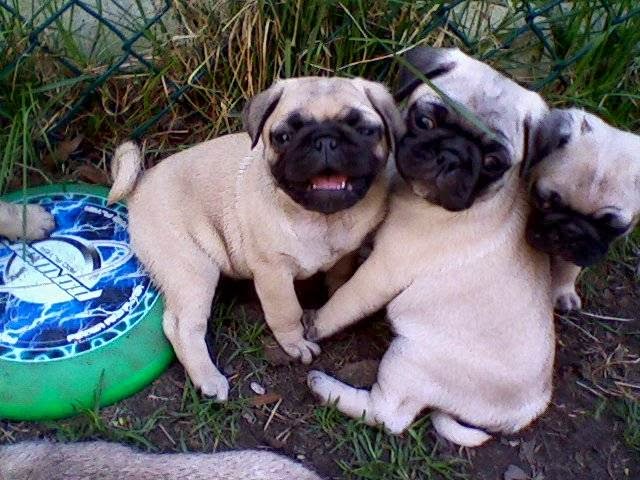 Photo of Roo Roo's Pugs in Keansburg City, New Jersey, United States - 2 Picture of Point of interest, Establishment