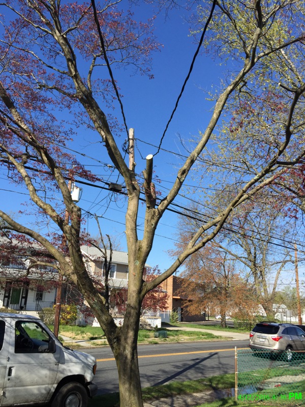 Photo of Mercer Tree Service in Queens City, New York, United States - 5 Picture of Point of interest, Establishment