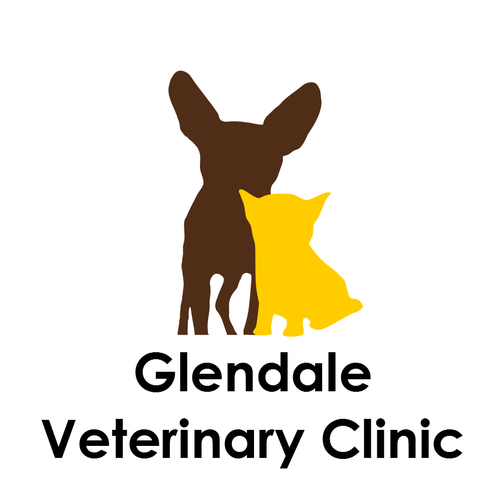 Photo of Glendale Veterinary Clinic in Glendale City, New York, United States - 2 Picture of Point of interest, Establishment, Veterinary care