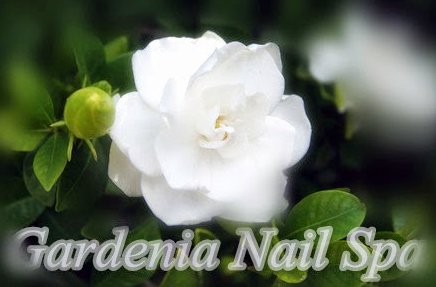 Photo of Gardenia Nail & Spa in New York City, New York, United States - 5 Picture of Point of interest, Establishment, Beauty salon, Hair care