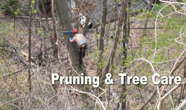 Photo of Arborist Services By Dujets in Woodland Park City, New Jersey, United States - 3 Picture of Point of interest, Establishment