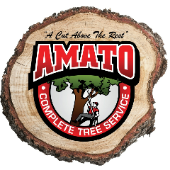 Photo of Amato Tree Services LLC in Union City, New Jersey, United States - 3 Picture of Point of interest, Establishment, General contractor