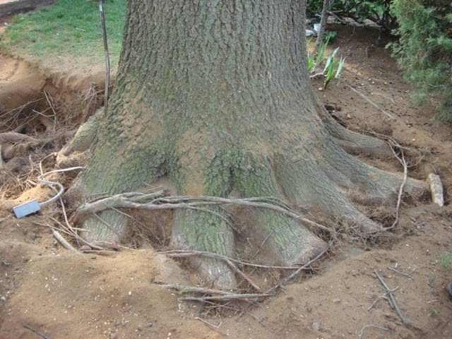 Photo of The Tree Wise Men in Rockville Centre City, New York, United States - 4 Picture of Point of interest, Establishment