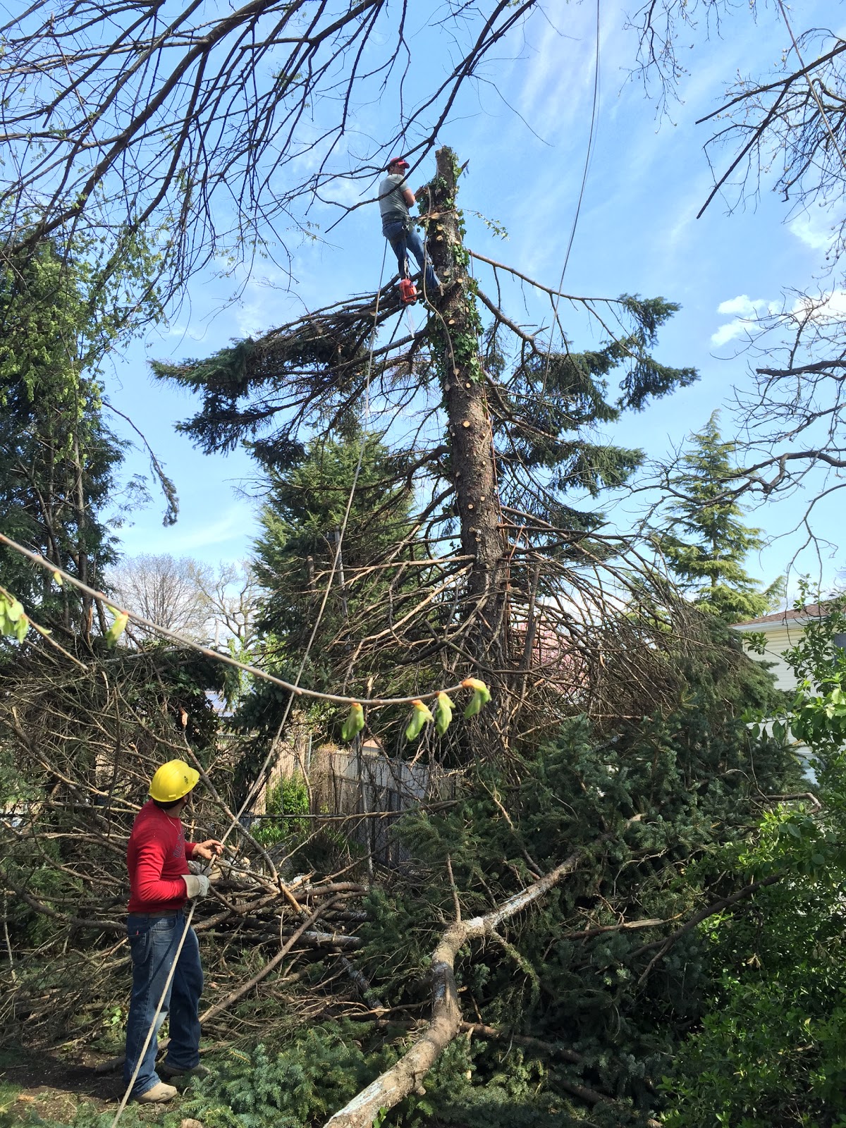 Photo of Amboy Tree Service in Staten Island City, New York, United States - 4 Picture of Point of interest, Establishment, Store, Home goods store, General contractor