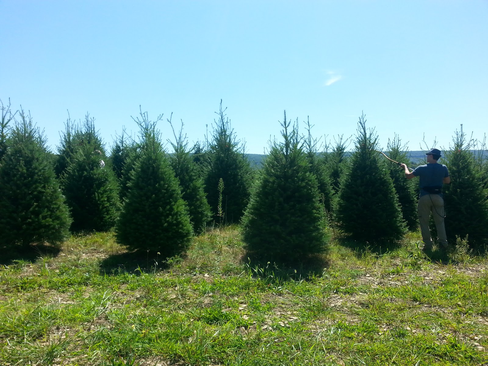 Photo of Christmas Tree Riders in New York City, New York, United States - 4 Picture of Point of interest, Establishment