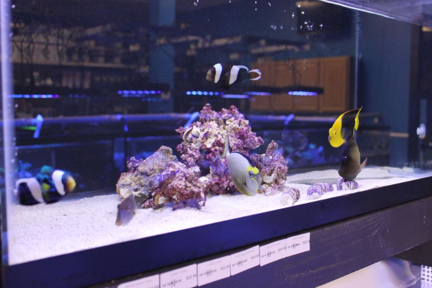 Photo of Pets Aquatic in New Hyde Park City, New York, United States - 7 Picture of Point of interest, Establishment, Store, Pet store