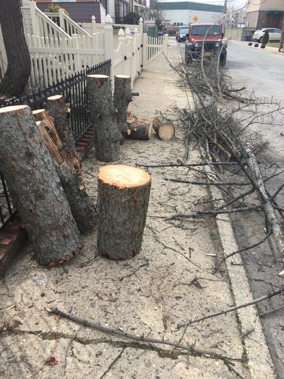 Photo of Brooklyn Tree Removal in Kings County City, New York, United States - 5 Picture of Point of interest, Establishment