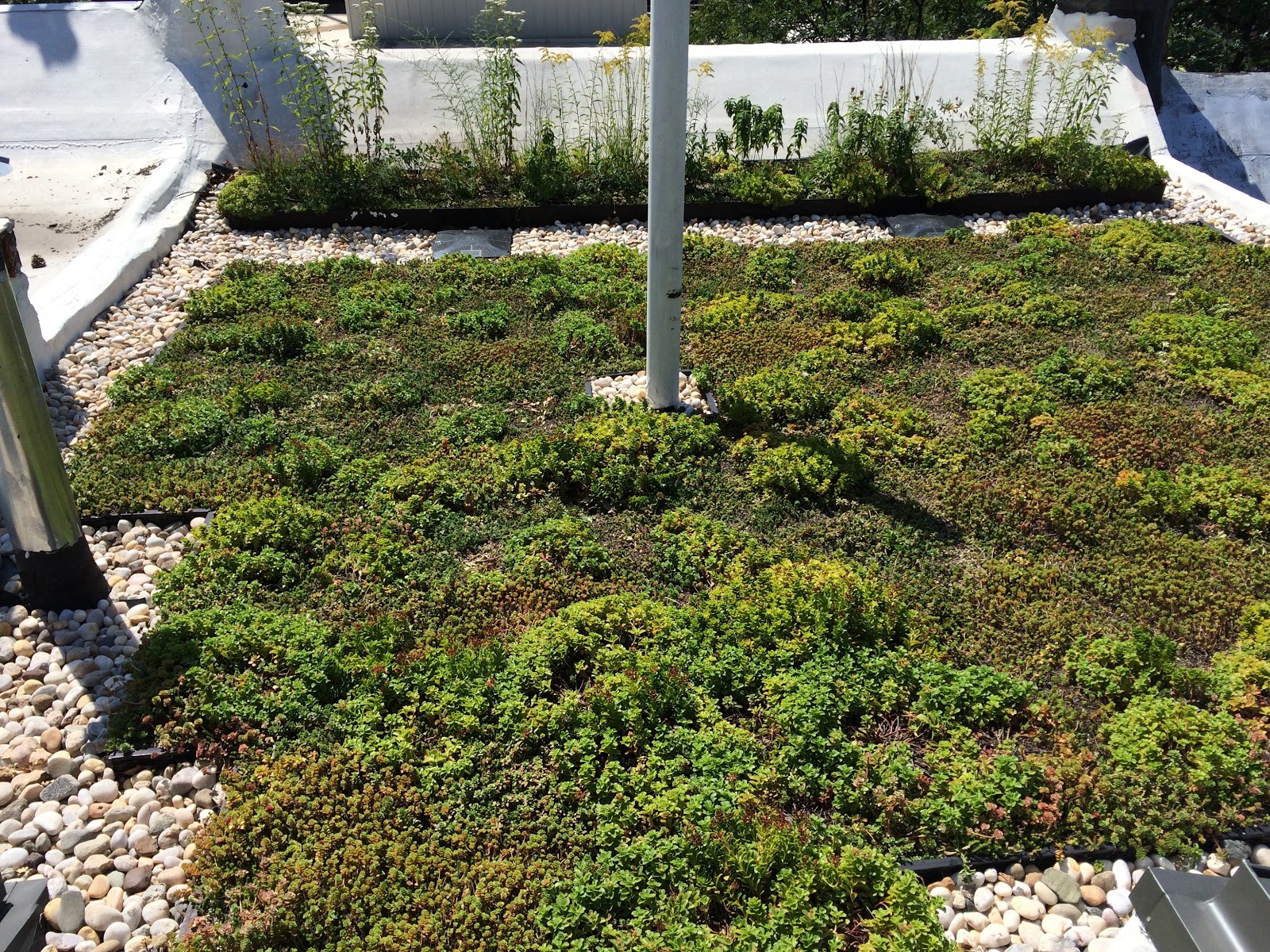 Photo of Brooklyn Greenroof LLC in Kings County City, New York, United States - 9 Picture of Point of interest, Establishment, General contractor