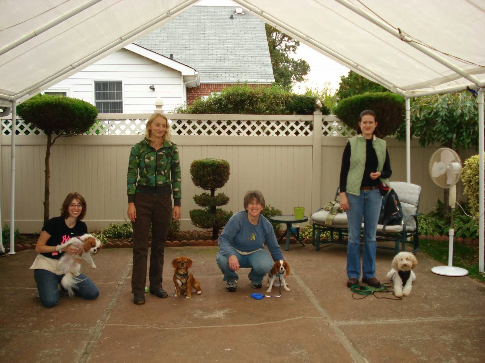 Photo of Smarty Paws Dog Training in North New Hyde Park City, New York, United States - 5 Picture of Point of interest, Establishment