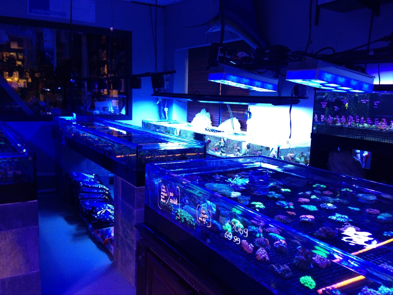 Photo of Manhattan Aquariums in New York City, New York, United States - 8 Picture of Point of interest, Establishment, Store, Pet store