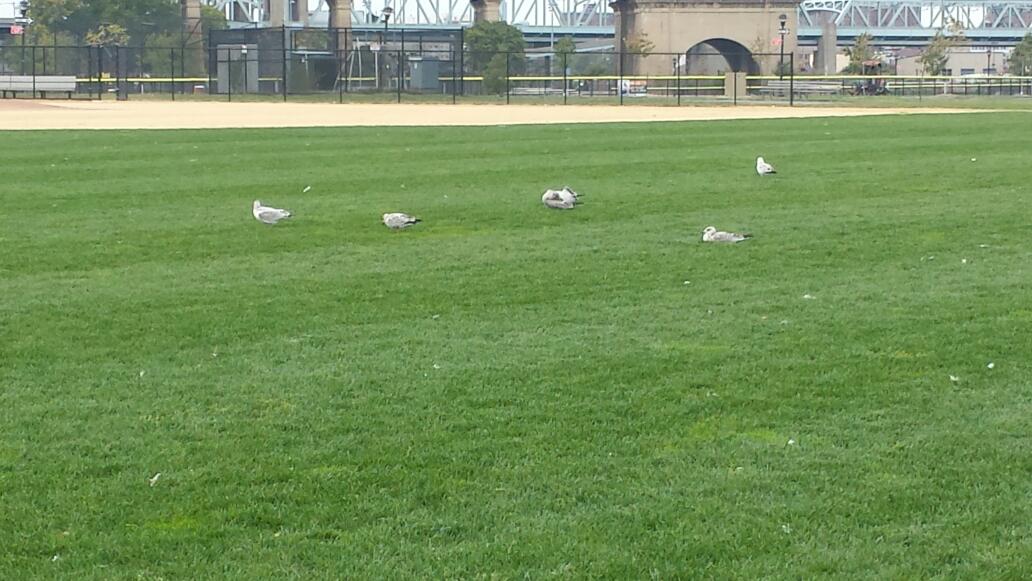 Photo of Randall’s Island Park in New York City, New York, United States - 3 Picture of Point of interest, Establishment, Park