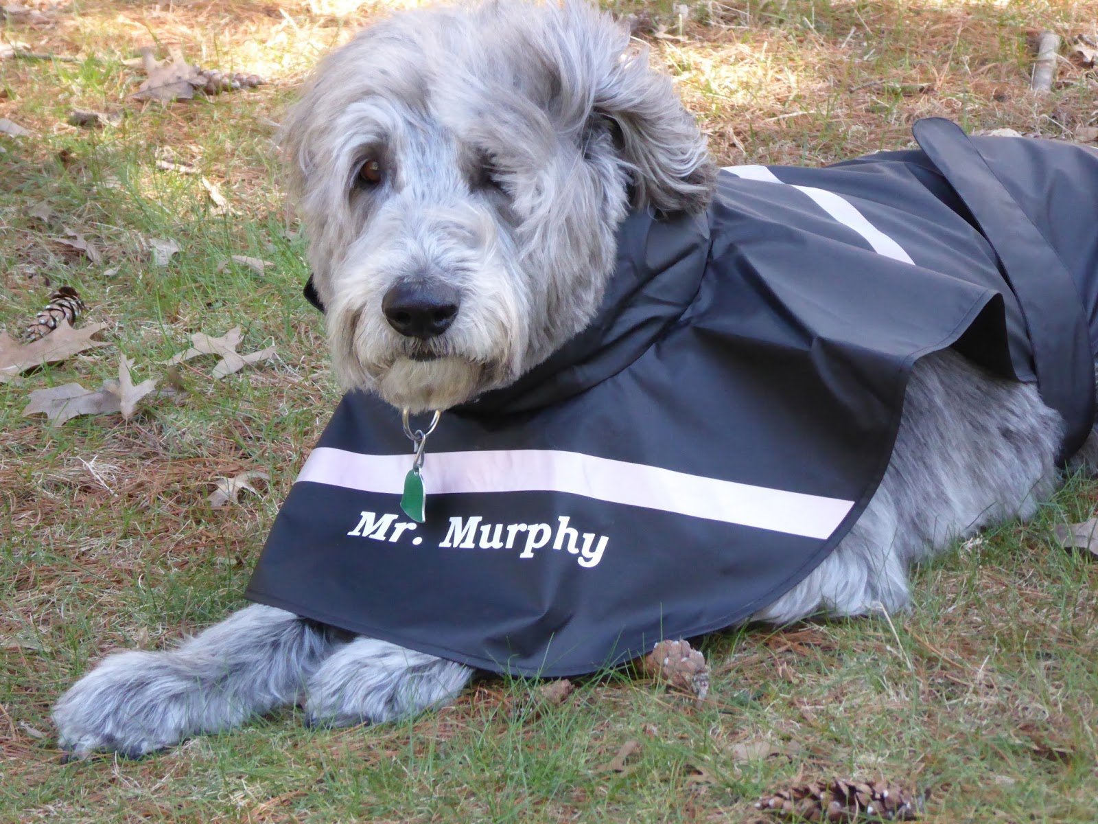 Photo of Doggie Rain Jacket in Garden City, New York, United States - 10 Picture of Point of interest, Establishment