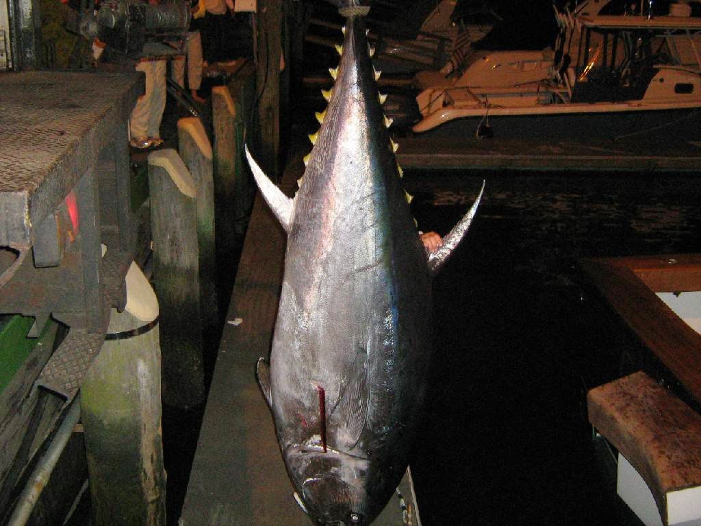 Photo of Michael's Bait & Tackle Shop in Staten Island City, New York, United States - 3 Picture of Point of interest, Establishment, Store