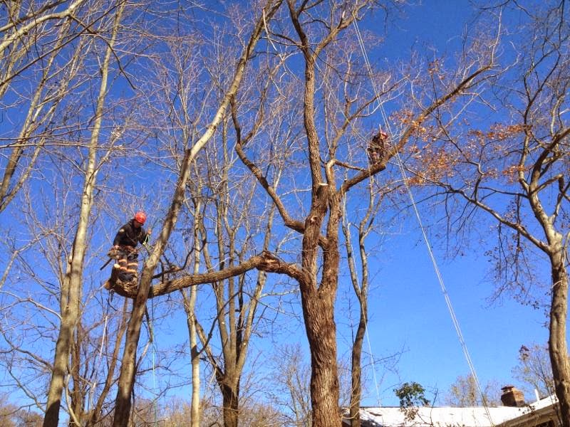 Photo of Hufngel Tree Service - Atlantic Highlands, NJ in Atlantic Highlands City, New Jersey, United States - 6 Picture of Point of interest, Establishment