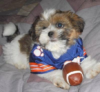 Photo of Shorkie Puppies in Newark City, New Jersey, United States - 2 Picture of Point of interest, Establishment