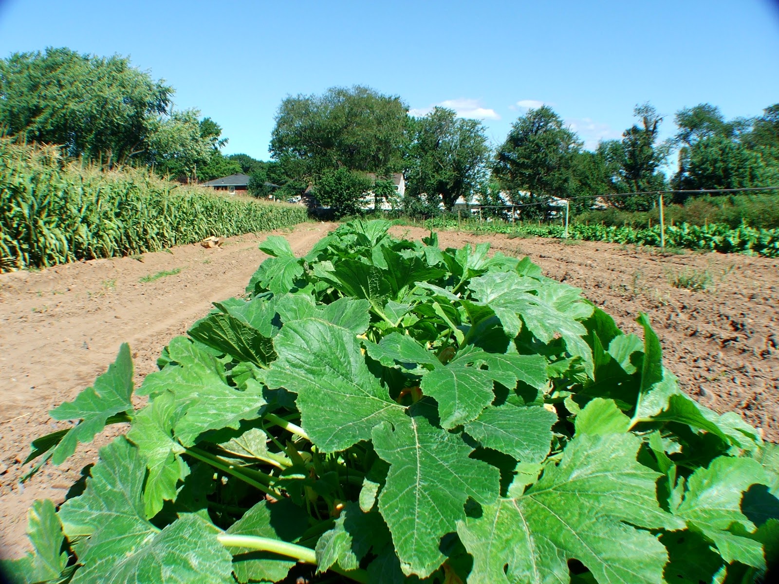 Photo of Ploch's Farm in Clifton City, New Jersey, United States - 10 Picture of Food, Point of interest, Establishment