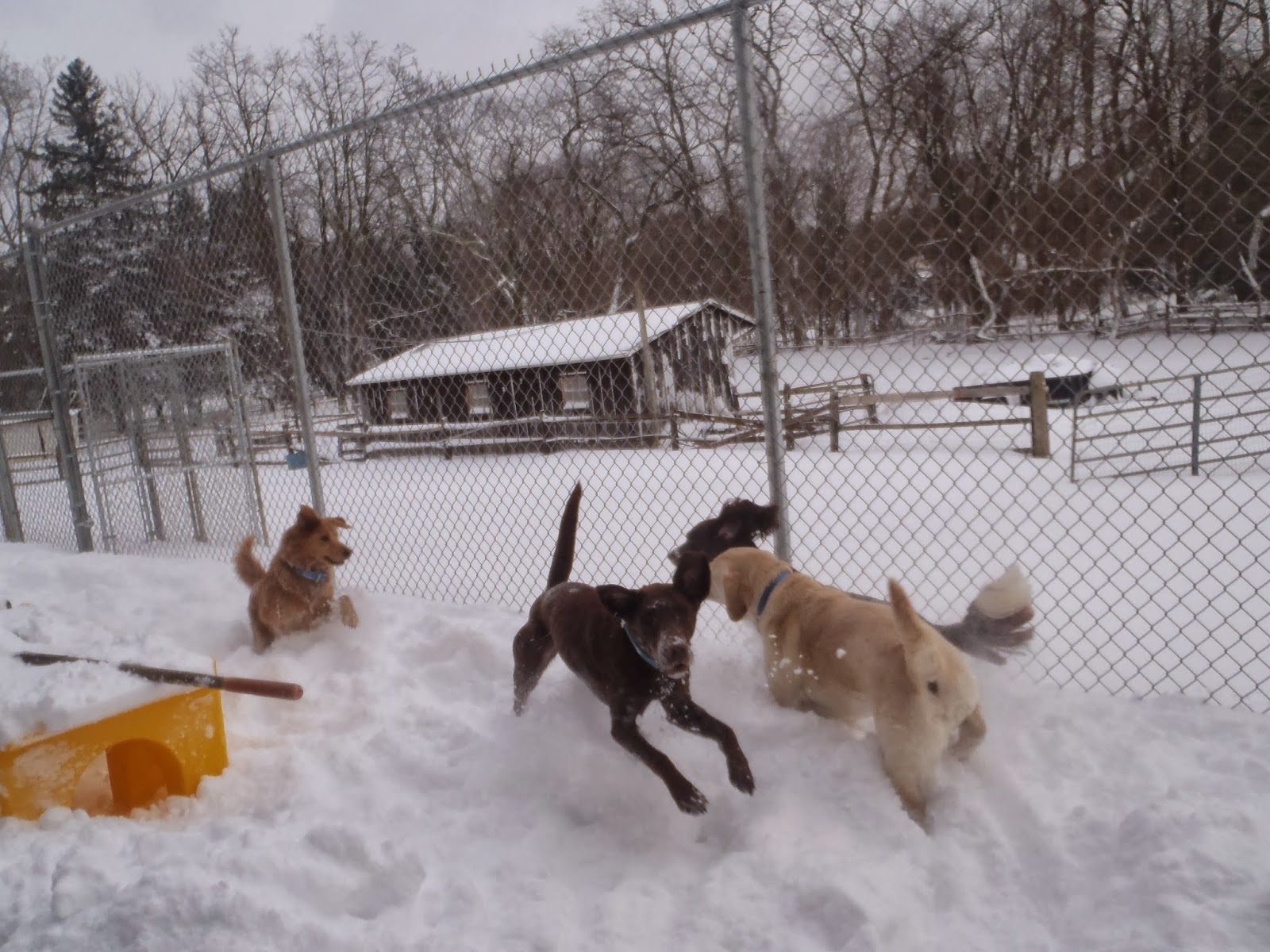 Photo of Dogs on the Farm & Cats Too in Atlantic Highlands City, New Jersey, United States - 10 Picture of Point of interest, Establishment, Park