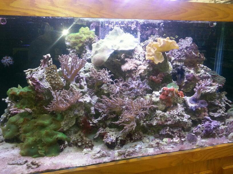 Photo of World Class Aquarium in Kings County City, New York, United States - 2 Picture of Point of interest, Establishment, Store, Pet store