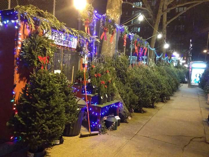 Photo of Gbf Christmas trees in New York City, New York, United States - 2 Picture of Point of interest, Establishment, Store