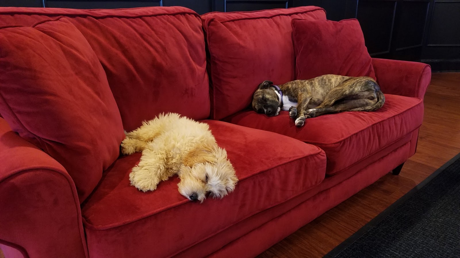 Photo of Executive Dog Lounge in Jersey City, New Jersey, United States - 5 Picture of Point of interest, Establishment