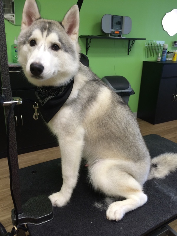 Photo of Pooch Parlor in Leonia City, New Jersey, United States - 7 Picture of Point of interest, Establishment, Store, Pet store