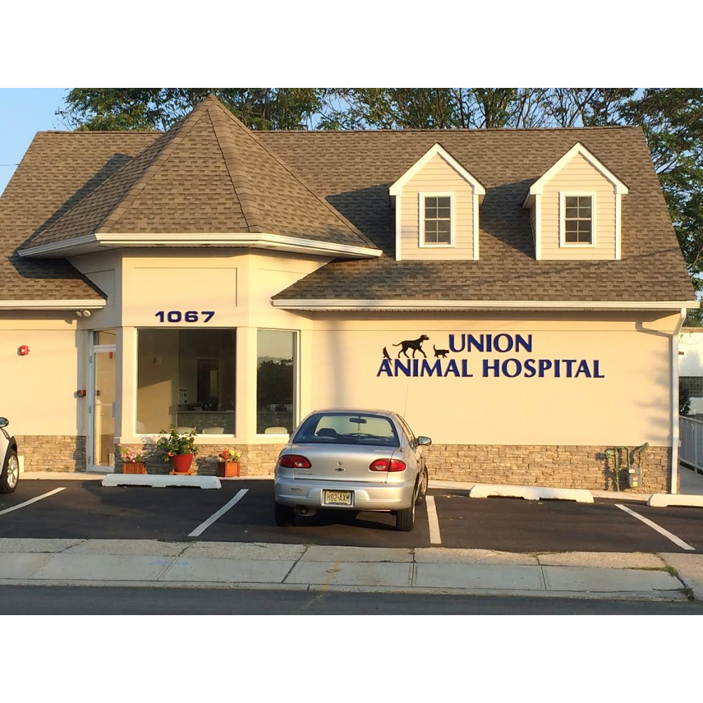 Photo of Union Animal Hospital in Union City, New Jersey, United States - 8 Picture of Point of interest, Establishment, Veterinary care