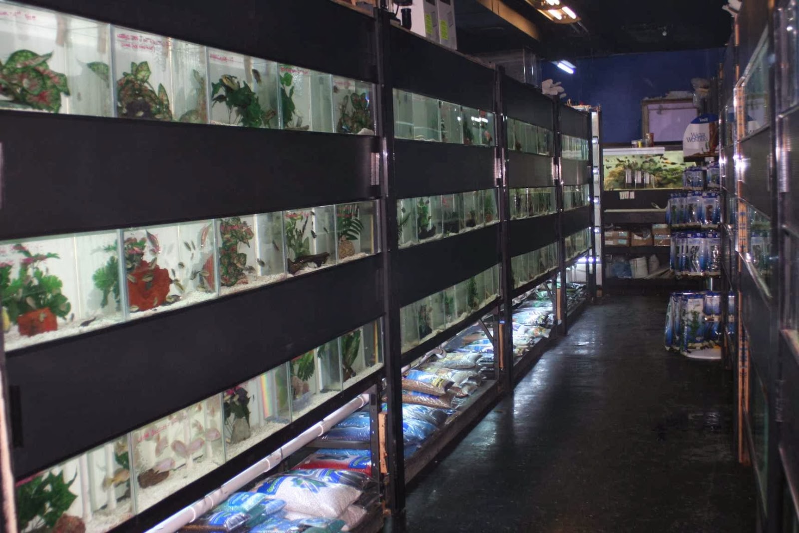 Photo of Aquarium Paradise in Belleville City, New Jersey, United States - 3 Picture of Point of interest, Establishment, Store, Pet store