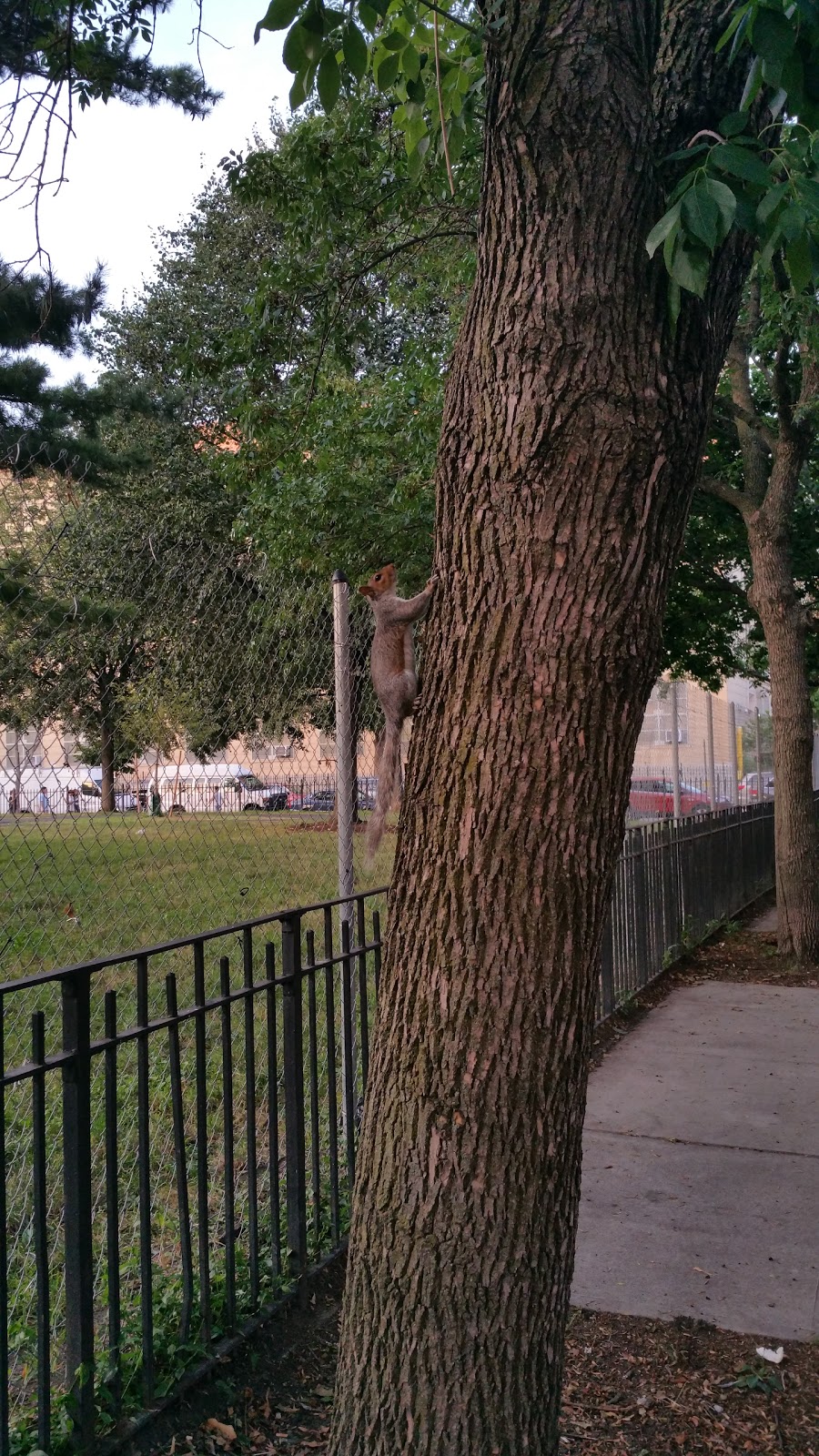 Photo of Seth Low Playground in Kings County City, New York, United States - 9 Picture of Point of interest, Establishment