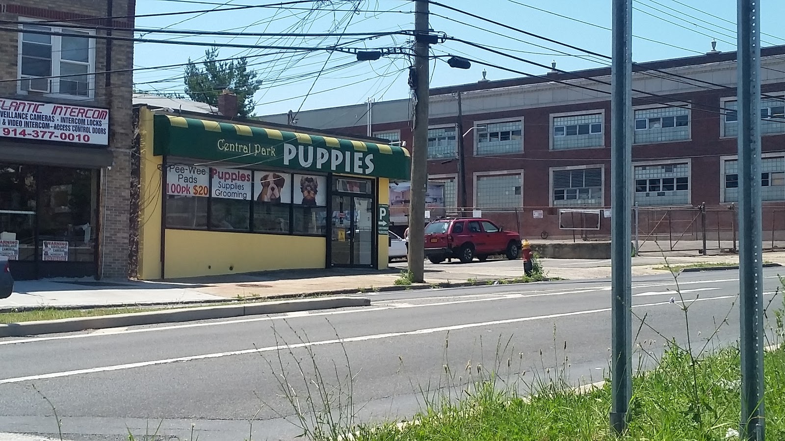 Photo of Central Park Puppies in Yonkers City, New York, United States - 2 Picture of Point of interest, Establishment, Store, Pet store