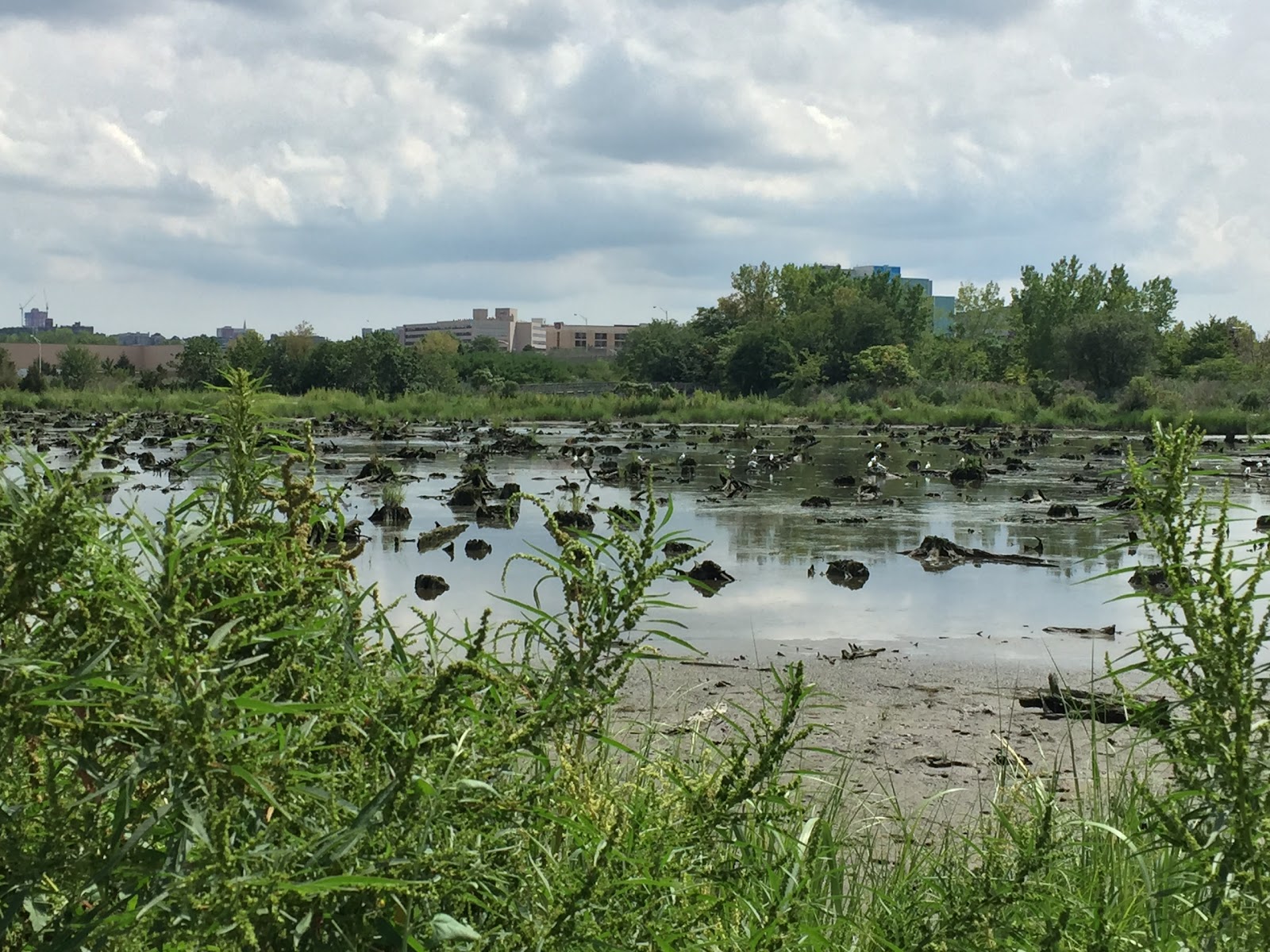 Photo of Mill Creek Marsh Trail in Secaucus City, New Jersey, United States - 4 Picture of Point of interest, Establishment, Park