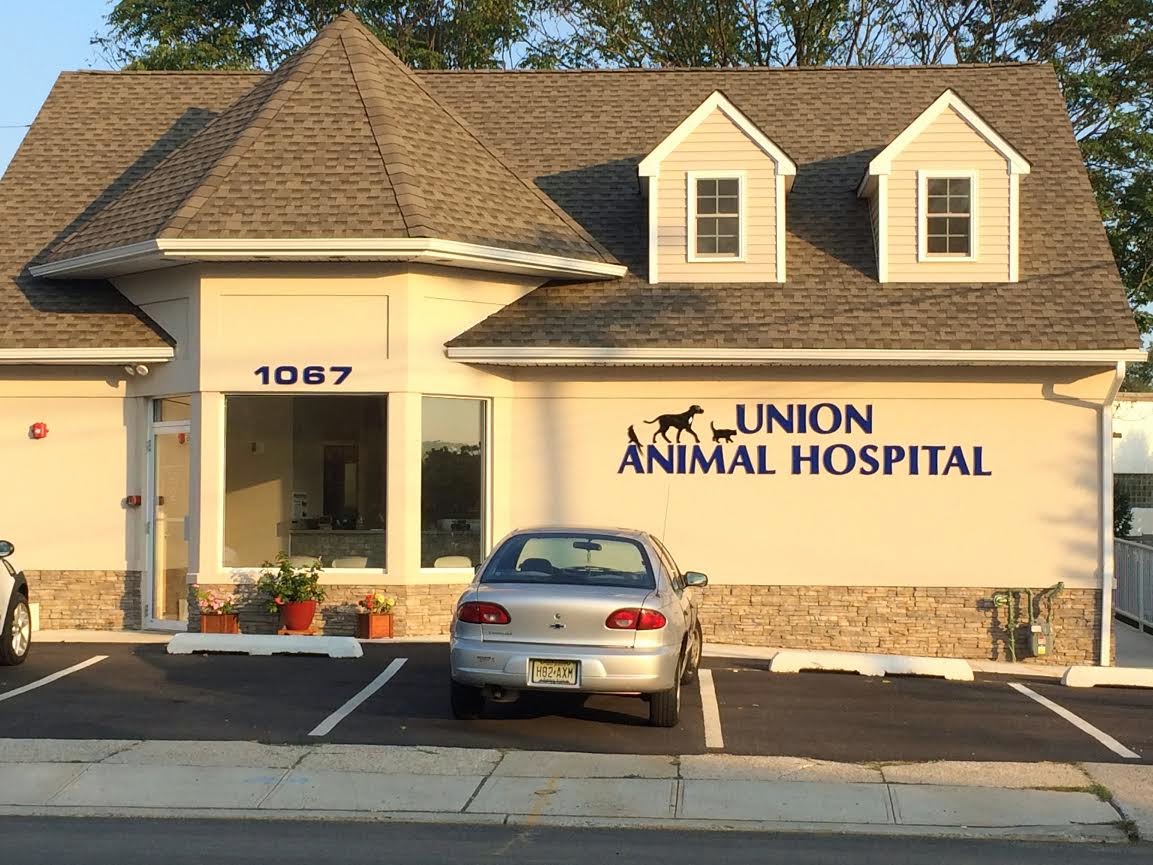 Photo of Union Animal Hospital in Union City, New Jersey, United States - 1 Picture of Point of interest, Establishment, Veterinary care