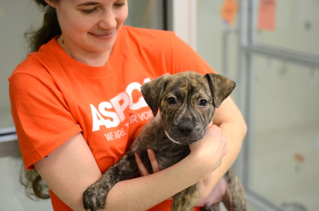 Photo of ASPCA Animal Hospital in New York City, New York, United States - 9 Picture of Point of interest, Establishment, Veterinary care