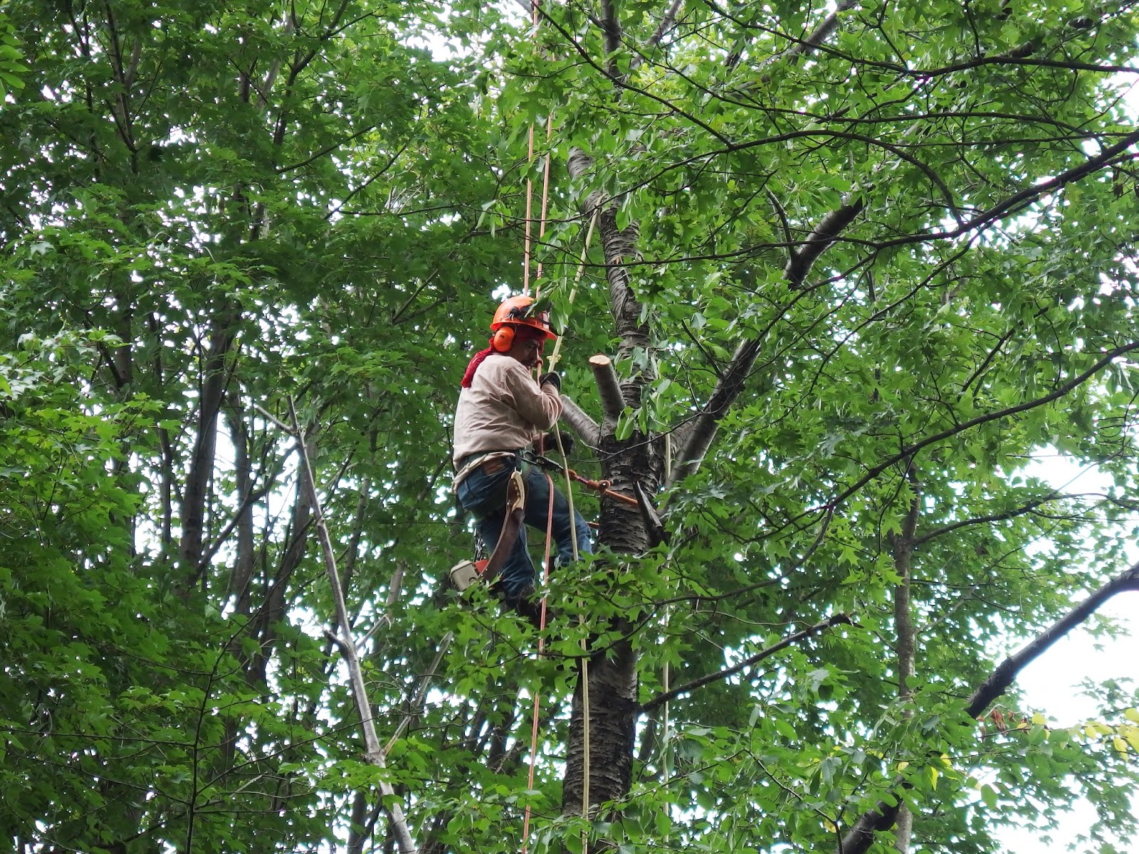 Photo of Carney Tree Services LLC in Clifton City, New Jersey, United States - 5 Picture of Point of interest, Establishment