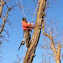 Photo of Metro Tree Care in Hoboken City, New Jersey, United States - 1 Picture of Point of interest, Establishment