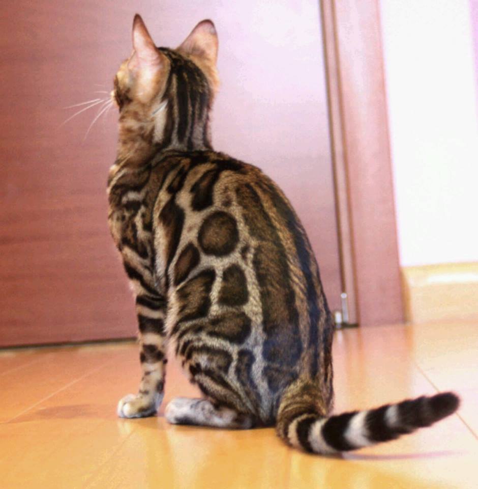 Photo of Bimini Bengal & Abyssinian cats cattery in Brooklyn City, New York, United States - 9 Picture of Point of interest, Establishment