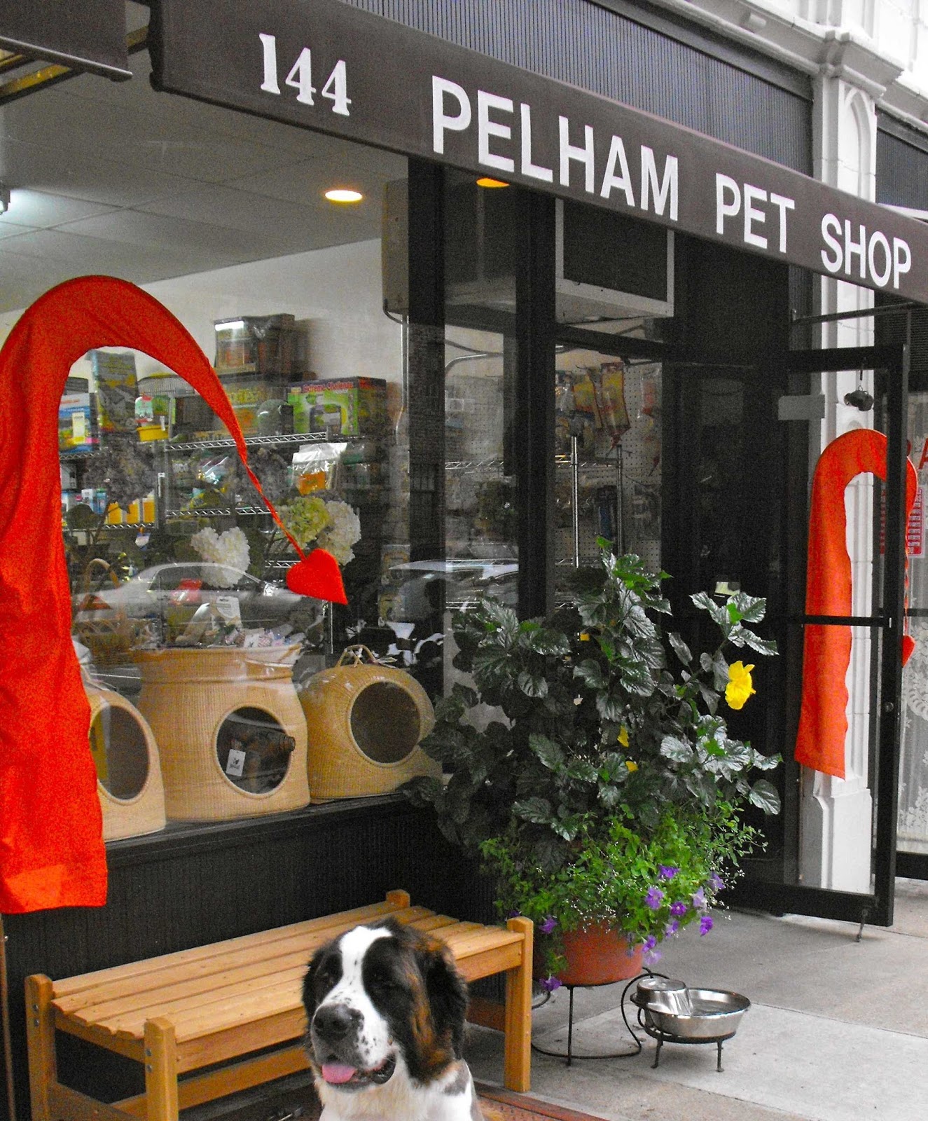 Photo of Pelham Pet Shop, Inc. in Pelham City, New York, United States - 1 Picture of Point of interest, Establishment, Store, Pet store