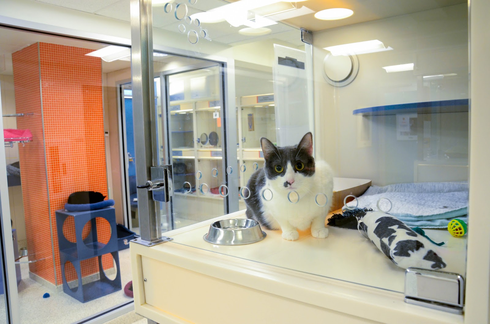 Photo of ASPCA Adoption Center in New York City, New York, United States - 4 Picture of Point of interest, Establishment
